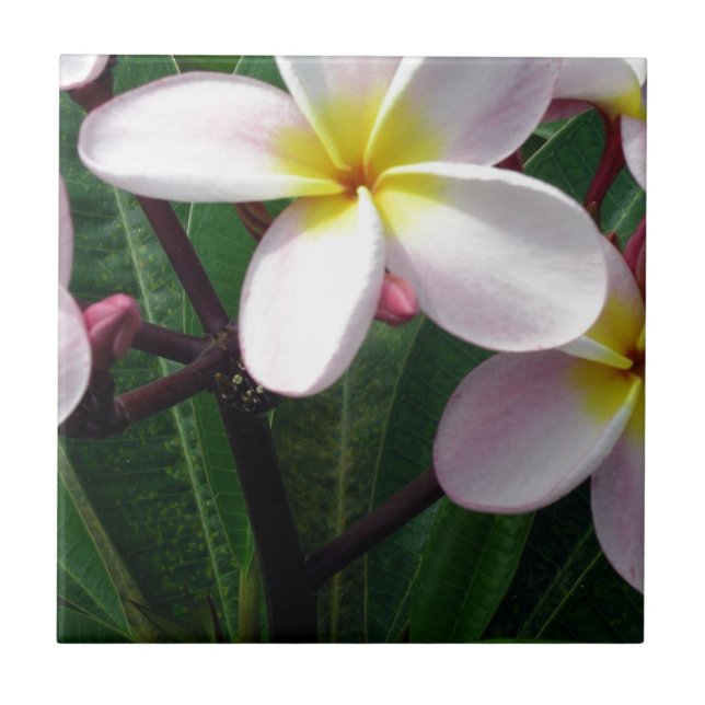 Azulejo Flores de Plumeria de Hawái (Frente)