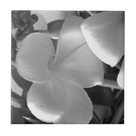 Azulejo Flores de Plumeria en blanco y negro