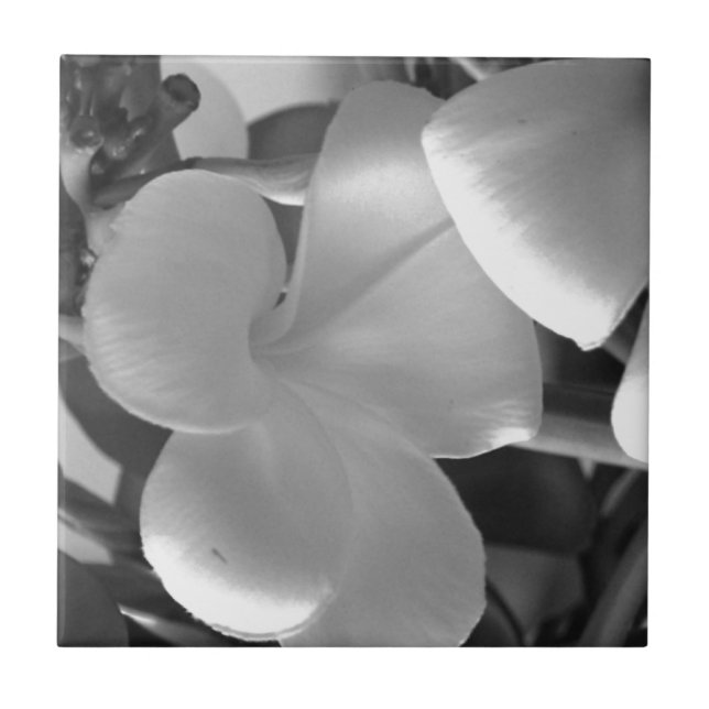 Azulejo Flores de Plumeria en blanco y negro (Frente)