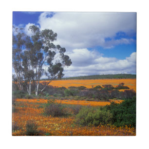 Azulejo Flores de primavera en Namaqualand, Sudáfrica