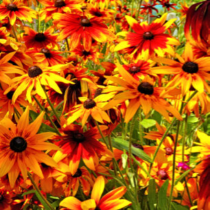 AZULEJO FLORES DE RUDBECKIA