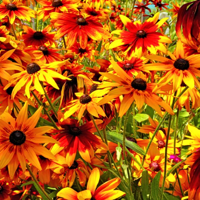 AZULEJO FLORES DE RUDBECKIA (Subido por el creador)