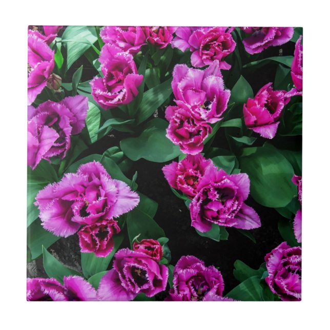 Azulejo Flores de tulipanes rosados (Frente)