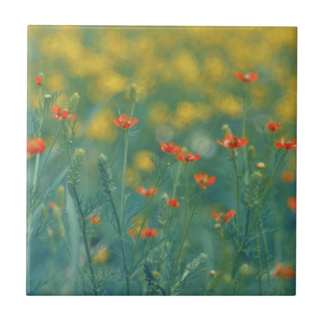 Azulejo Flores de verano (Campo floral) (Flores rojas) (Frente)