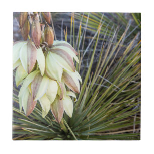 Azulejo Flores de Yucca en el Alto Missouri
