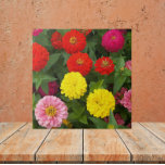 Azulejo Flores de zinnia coloridas<br><div class="desc">Baldosa cerámica que muestra una foto de flores de zinnia coloridas. ¡Un bonito diseño floral! Seleccione su tamaño de mosaico. ¡Hace un gran trivet de cocina!</div>