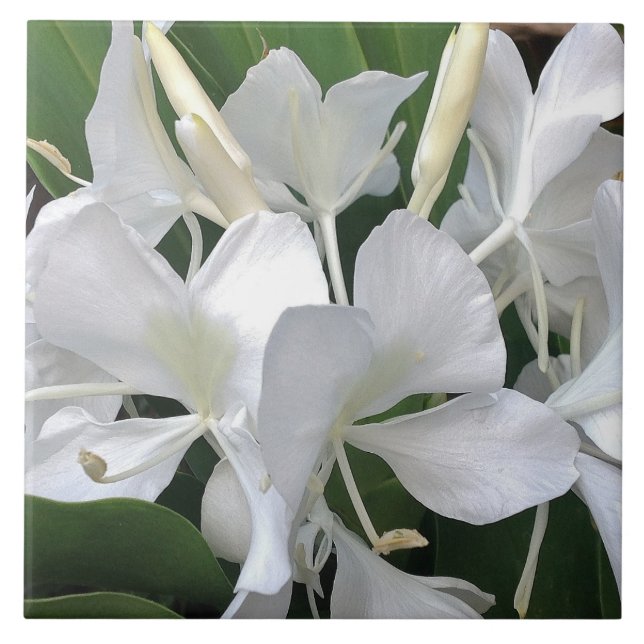 Azulejo Flores del lirio del jengibre (Frente)