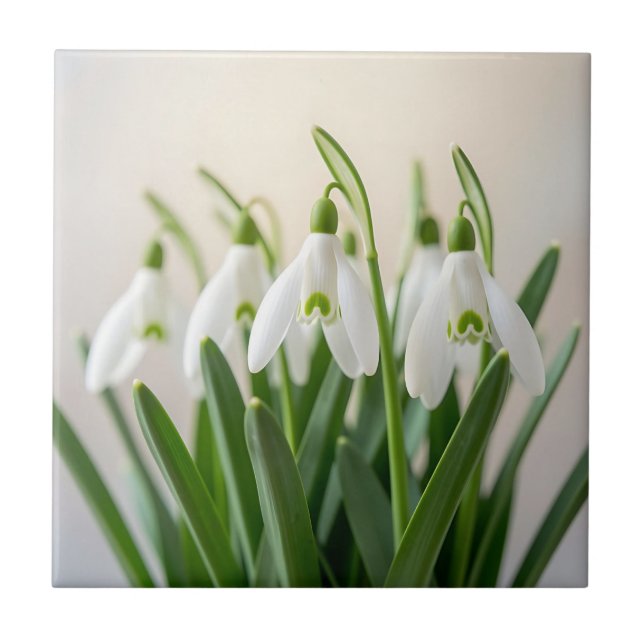 Azulejo Flores delicadas de snowdrop de primavera (Frente)