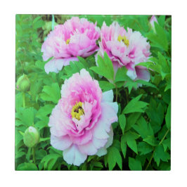 Azulejo Flores Elegantes de Peonía de Árbol Rosa con Centr