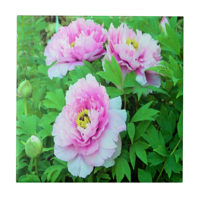 Azulejo Flores Elegantes de Peonía de Árbol Rosa con Centr (Frente)