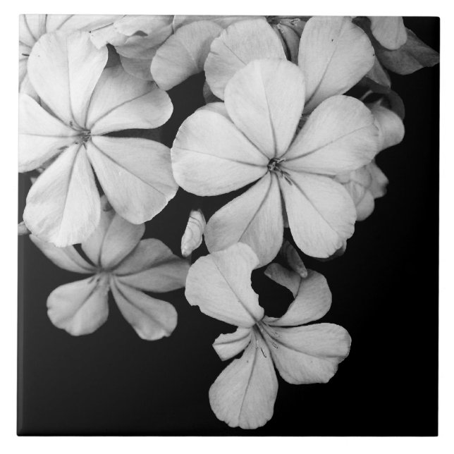 Azulejo Flores en blanco y negro en primer plano (Frente)
