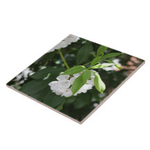 Flores en forma de estrella del Laurel de la Monta