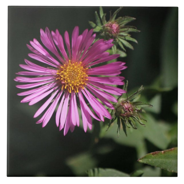 Azulejo Flores en mi hierbas " flores en mi hierba " (Frente)