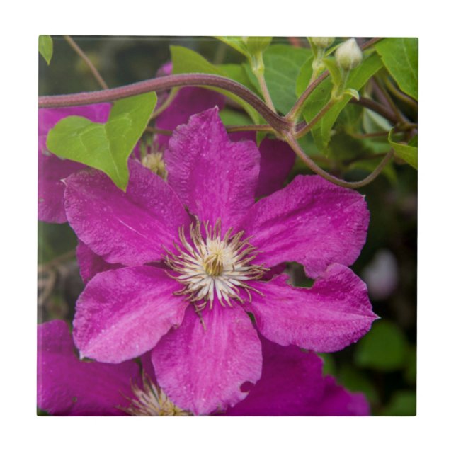Azulejo Flores en Robinette's Apple Haus & Gift Barn (Frente)