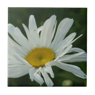 Azulejo Flores grandes de Aster de margarita blanca y amar