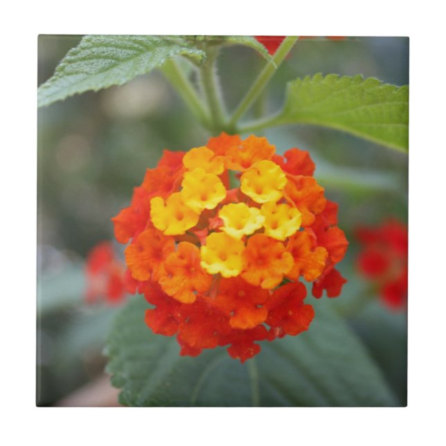 Azulejo Flores italianas (Frente)