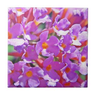 Azulejo Flores morenas raras