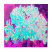 Flores Phlox de hierbabuena con hierbabuena azul d