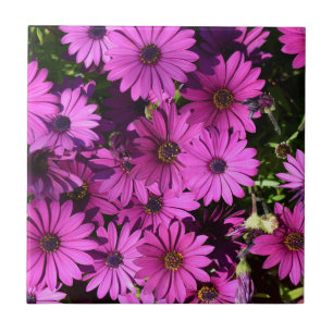Azulejo Flores púrpura de osteospermum