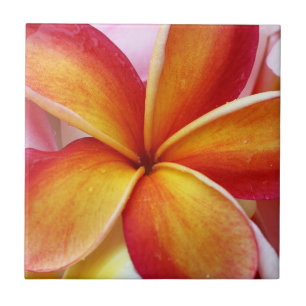 Azulejo Flores rojas amarillas de Hawaii del Frangipani
