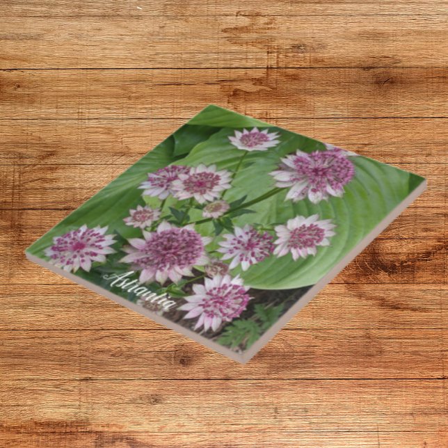 Azulejo Flores rosadas de Astrantia Floral (In Situ)