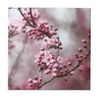 Azulejo Flores rosados en foto de la primavera