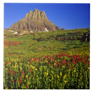 Azulejo Flores silvestres alpinas en Logan Pass en Glacier
