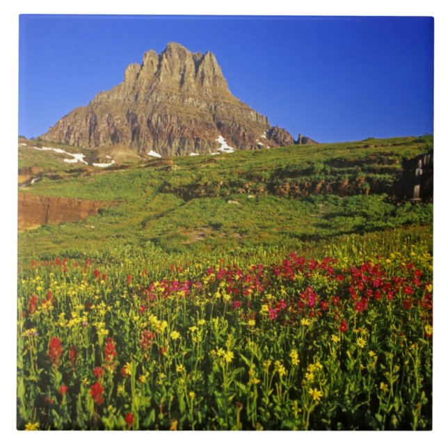 Azulejo Flores silvestres alpinas en Logan Pass en Glacier (Frente)