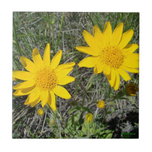 Azulejo Flores silvestres amarillas F15 Sneezeweed