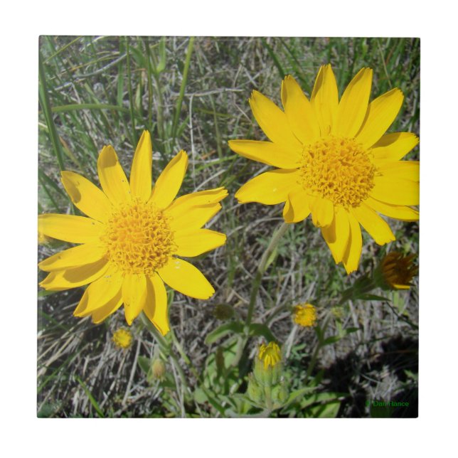 Azulejo Flores silvestres amarillas F15 Sneezeweed (Frente)