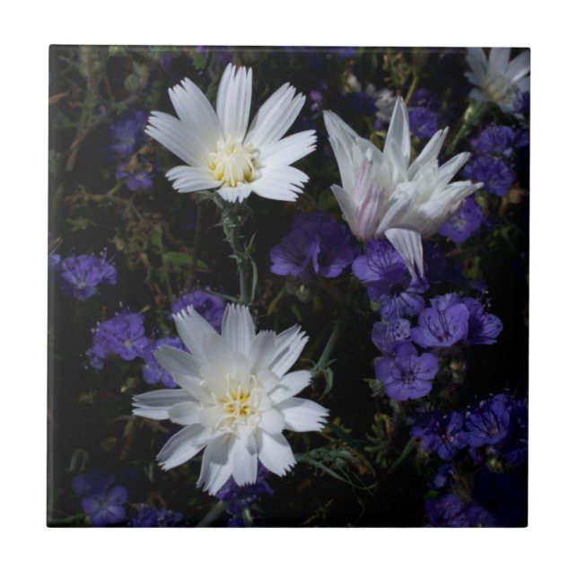 Azulejo Flores silvestres de achicoria y Phacelia (Frente)