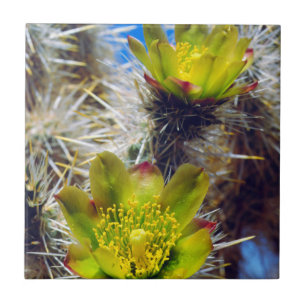 Azulejo Flores silvestres de cactus Cholla de plata