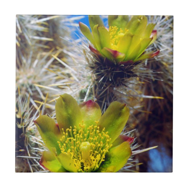 Azulejo Flores silvestres de cactus Cholla de plata (Frente)
