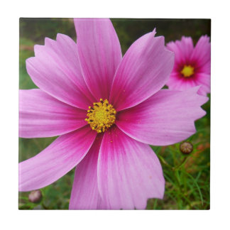 Azulejo Flores silvestres de Cosmos rosa