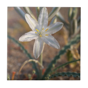 Azulejo Flores silvestres de lirio del desierto