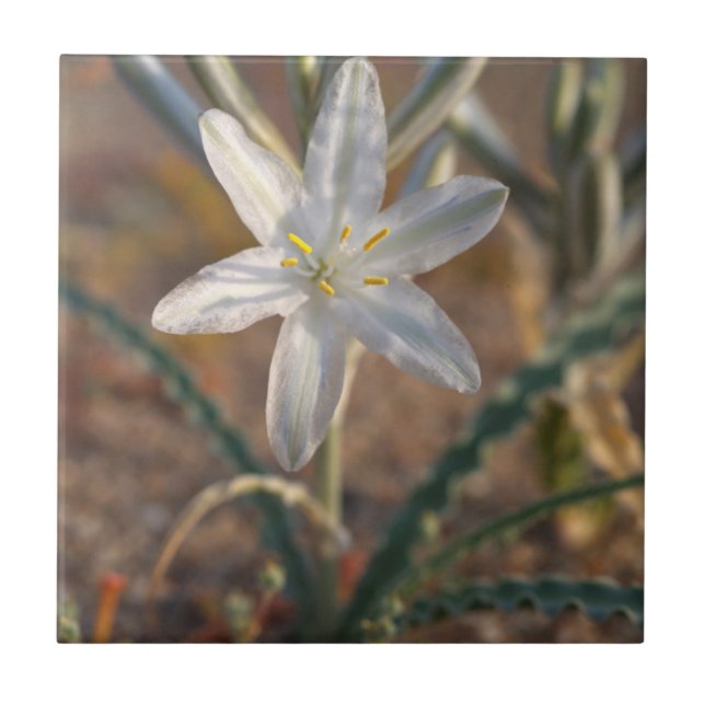 Azulejo Flores silvestres de lirio del desierto (Frente)