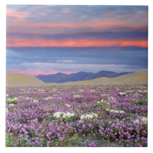 Azulejo Flores silvestres de Sand Verbena y Dune Primrose