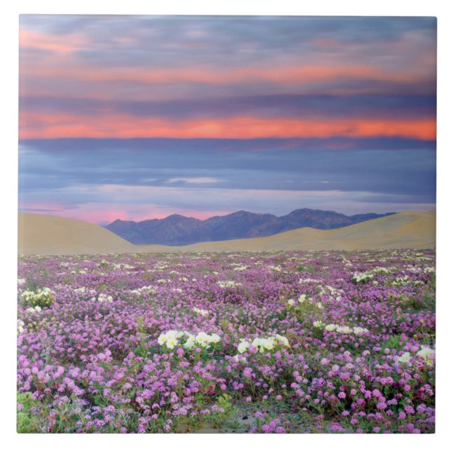 Azulejo Flores silvestres de Sand Verbena y Dune Primrose  (Frente)
