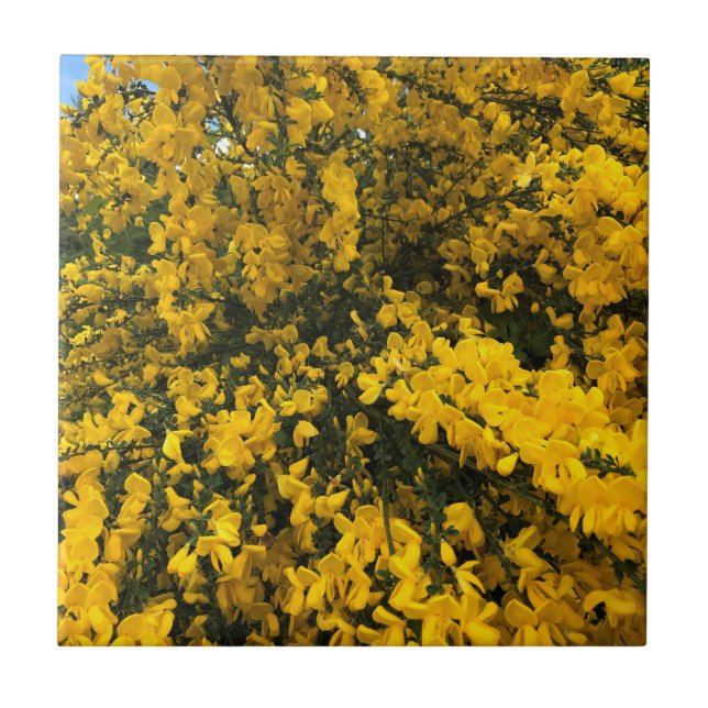 Azulejo Flores silvestres en el sendero, Oregón (Frente)