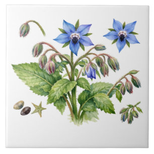 Azulejo Flores y hojas de hierba de borraja en acuarela