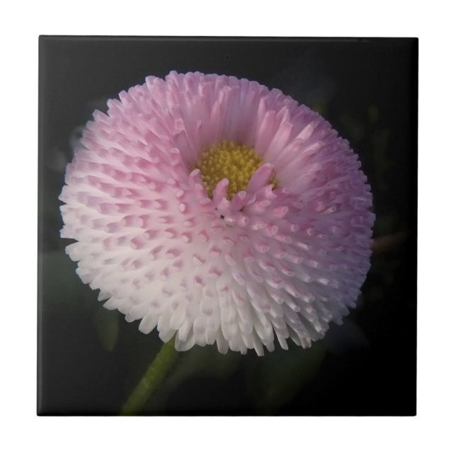 Azulejo flowers on black - rosa Bellis (Frente)