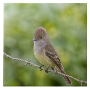 Azulejo Flycatcher