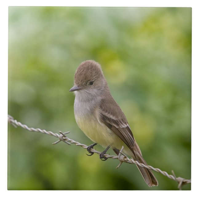 Azulejo Flycatcher (Frente)