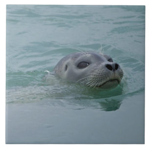 Azulejo Foca común nadando en el lago glacial Jokulsarlon