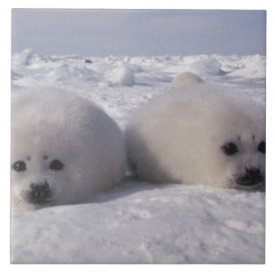 Azulejo Foca de Groenlandia (Phoca groenlandica) Crías de