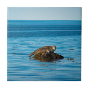 Azulejo Foca de puerto Atlántico