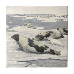 Azulejo Focas arpa antiguas en nieve ártica por Louis Fuer