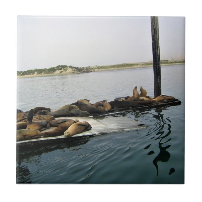 Azulejo Focas comunes, Morro Bay, California (Frente)