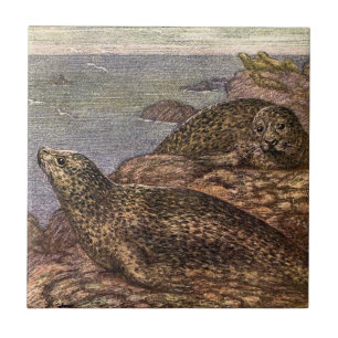 Azulejo Focas de Puerto, Animales Marinos de la Vida Marin