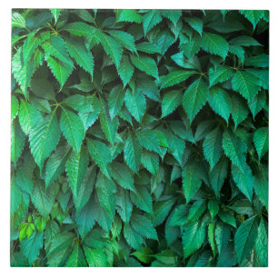 Azulejo fondo de seto verde parthenocissus patrón texto